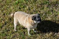 dog-pug-bulldog-canine-pet-1211499.jpg