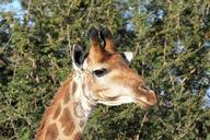 giraffe-giraffe-head-wildlife-1036492.jpg