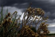 thunderstorm-plants-flowers-53223.jpg