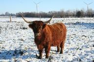 cow-highland-cattle-cattle-535895.jpg