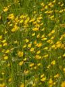 buttercup-meadow-pointed-flower-7534.jpg