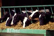 cows-cattle-dairy-holstein-farm-526771.jpg