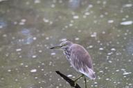 heron-bird-pond-heron-wildlife-429336.jpg