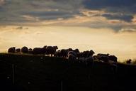 flock-of-sheep-sunset-abendstimmung-1333917.jpg