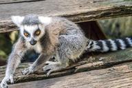 lemur-eyes-playful-cute-wildlife-454526.jpg