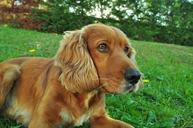 dog-wow-pets-cocker-spaniel-638682.jpg