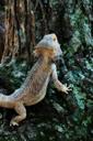 pets-lizard-bearded-dragon-1613545.jpg