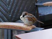 sparrow-bird-sperling-house-sparrow-495988.jpg