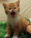 kitten-red-white-cute-mammal-baby-1035405.jpg