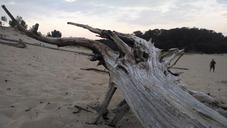 driftwood-beach-sand-dunes-scenic-620341.jpg