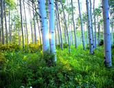 sunrise-aspens-autumn-morning-669323.jpg