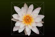 water-lilies-nymphaea-lake-rose-372637.jpg