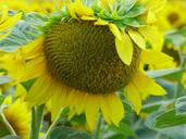 sunflower-flower-yellow-the-sun-1605446.jpg