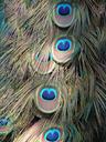 peacock-feathers-background-pattern-1572758.jpg