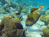 coral-reef-titan-triggerfish-587728.jpg