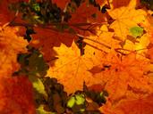 autumn-leaves-maple-autumn-leaf-1171617.jpg