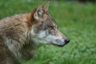 wolf-predator-carnivores-1682752.jpg