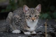 cat-cat-baby-kittens-mackerel-896232.jpg