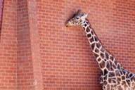 giraffe-brick-wall-animal-zoo-1003975.jpg