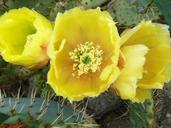 cactus-flower-yellow-thorns-quills-1449901.jpg