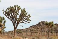 Joshua_trees_along_Park_Boulevard.jpg