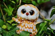 barn-owl-bird-feather-glitter-eyes-852608.jpg