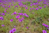 flowering-desert-flowers-purple-960118.jpg