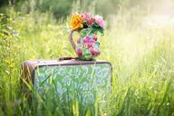 summer-still-life-suitcase-in-field-785231.jpg