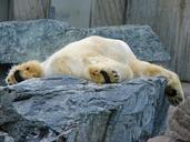 polar-bear-lazy-zoo-sleep-640101.jpg