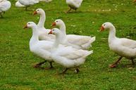 geese-white-cute-plumage-animal-985168.jpg