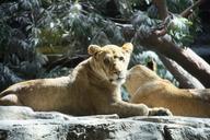 lions-usa-mgm-569447.jpg