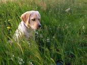 labrador-puppy-meadow-dog-167715.jpg