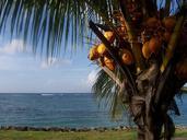 coconut-west-indies-martinique-sea-848034.jpg