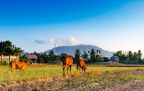 thunderstorm-my-hometown-paddy-field-1343497.jpg