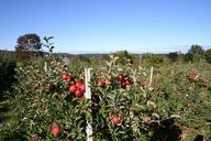 apple-orchard-apple-blossom-75113.jpg