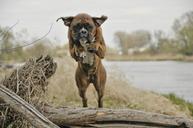 dog-jump-an-athlete-friend-boxer-820554.jpg