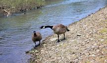 geese-river-nature-water-bird-572948.jpg