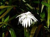 swamp-flower-florida-flower-652958.jpg