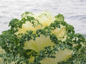 ornamental-cabbage-leaves-detail-779960.jpg