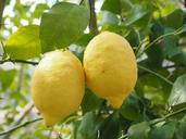 lemon-limone-lemon-tree-1117564.jpg