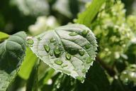 green-leaf-rain-nature-plant-430574.jpg