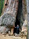 sequoia-tree-nature-53188.jpg