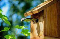 birdhouse-aviary-volery-great-tit-384571.jpg