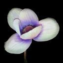 flower-shadow-darkness-1073513.jpg