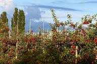 apple-fruit-apple-orchard-summer-1575190.jpg