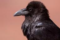 raven-blackbird-corvus-crow-black-1480691.jpg