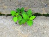 weed-little-leaves-green-sidewalk-1171471.jpg