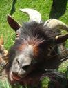 animals-comic-goat-face-997844.jpg