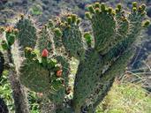 ecuador-cactus-flower-thorns-1102785.jpg