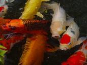 aquarium-fish-colored-carp-koi-fish-1447299.jpg